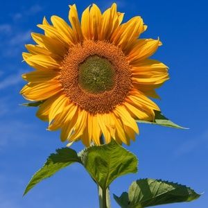 For Posh Friend Princess